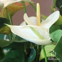 Anthurium White Winner -Outdoor Garden Care white winner new spadix colour