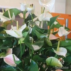 Anthurium White Winner -Outdoor Garden Care white winner plant flowering