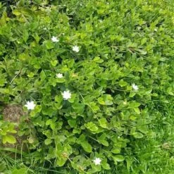 Gardenia White Star -Outdoor Garden Care white star 2 2