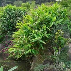 Tiger Grass - Thysanolaena -Outdoor Garden Care whole plant 4