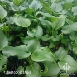 Philodendron Xanadu 19 Philodendron Xanadu -Outdoor Garden Care xanadu tubestock