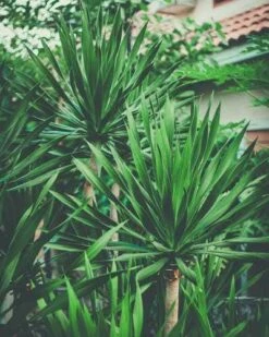 Yucca Elephantipes - Soft-tip Yucca 17 Yucca Elephantipes - Soft-tip Yucca -Outdoor Garden Care yucca clump small