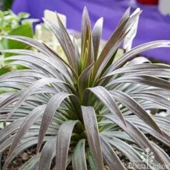 Yucca Desmetiana -Outdoor Garden Care yucca desmentiana plant