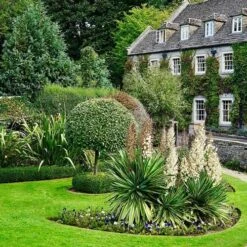 Yucca Elephantipes - Soft-tip Yucca 15 Yucca Elephantipes - Soft-tip Yucca -Outdoor Garden Care yucca variegated in formal garden