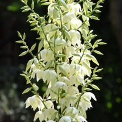 Yucca Elephantipes - Soft-tip Yucca 13 Yucca Elephantipes - Soft-tip Yucca -Outdoor Garden Care yucca flowers