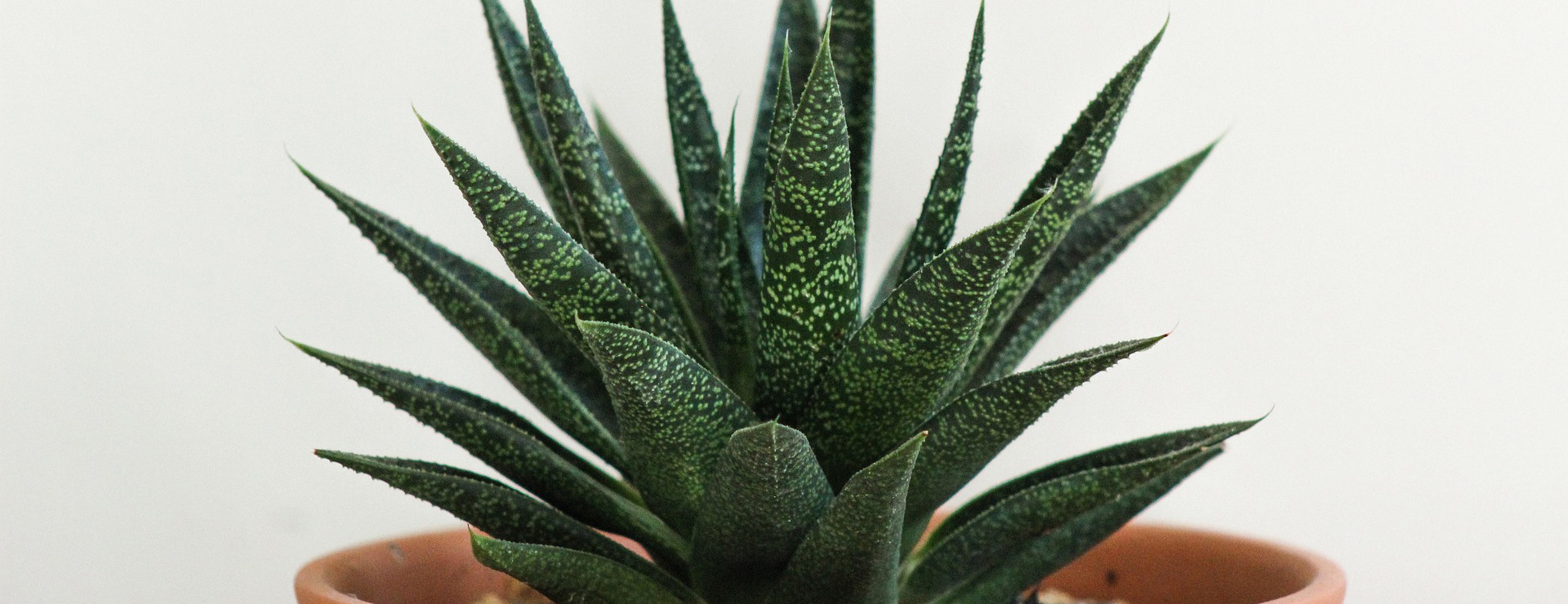 Outdoor Garden Care -Outdoor Garden Care cactus 3105368 1920